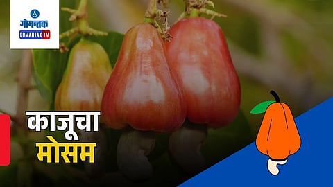 Goa cashew heritage | goa feni history | cashew cultivation in goa