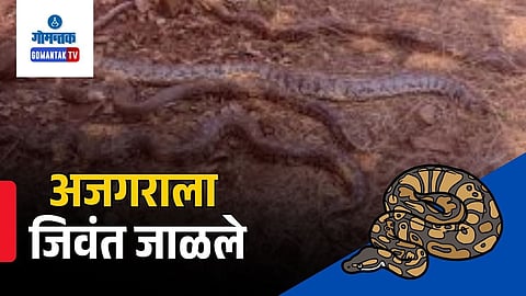 Candolim goa python burned alive