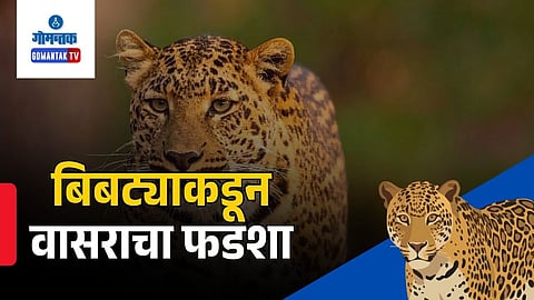 Camurlim leopard attack