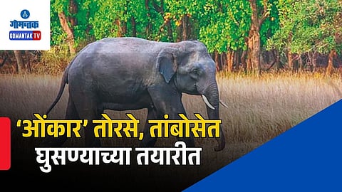 Torse Pernem Elephant Attack: