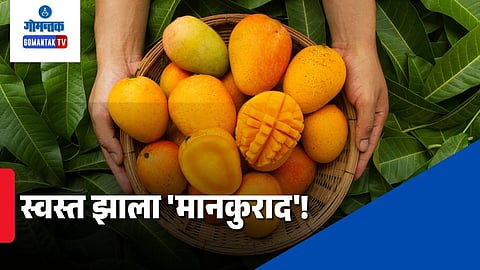 Goa Mankurad Mango