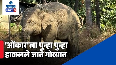 Omkar Elephant Update