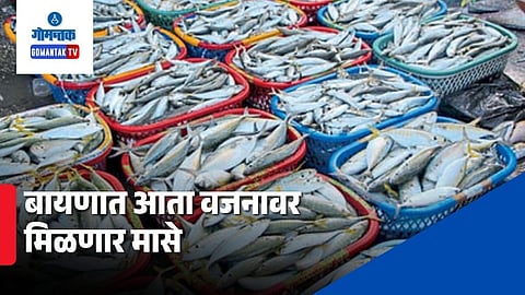 Goa Baina Fish Sold By Weight