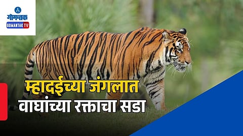 Mhadei Wildlife Sanctuary Tiger Deaths