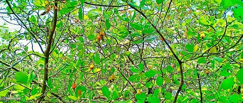 quepe-Pirla villagers agitates against forest department for forest rights case