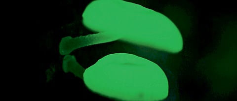 Paresh Bagi found Bioluminescent Mushrooms algae