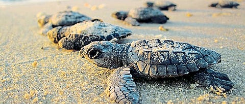 Goa: Turtle breeding caught in treatment trap by Avit Bagle