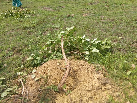 Destroyed cashew nuts