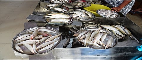 Goa Fish Market of SGPDA