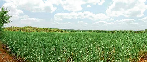 सुविधा द्या, ऊस क्रांती निश्चितच घडवू