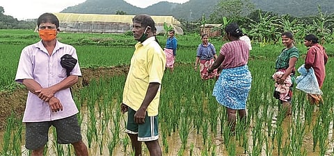 गव्याकडून नासधूस झालेल्या शेतीची पाहणी करताना शेतकरी बांधव.