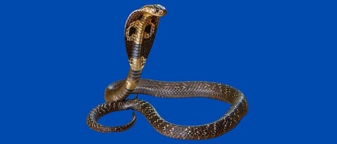 cobra