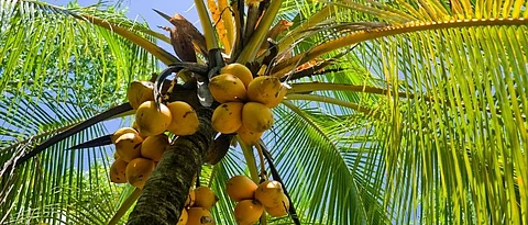 coconut tree