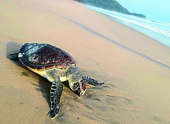 olive ridley