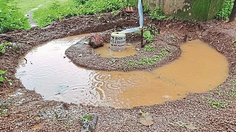 Rainwater stored around a paddy borewell.