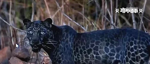Rare black panther spotted in Maharashtr’s Tadoba Tiger Reserve