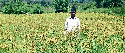 नाचणी, वरीचे नवीन वाण विकसित; ३५ टक्के जास्त पीक