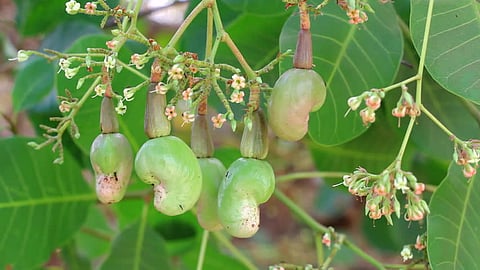 Goa Cashew
