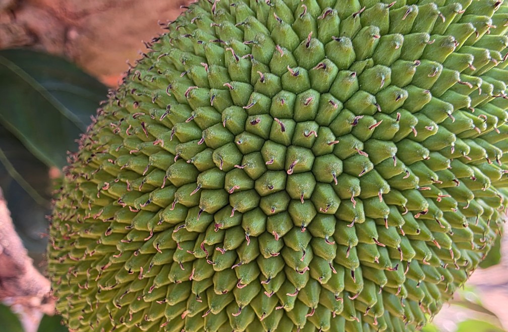 Samsung Galaxy S25 Ultra's camera sample.