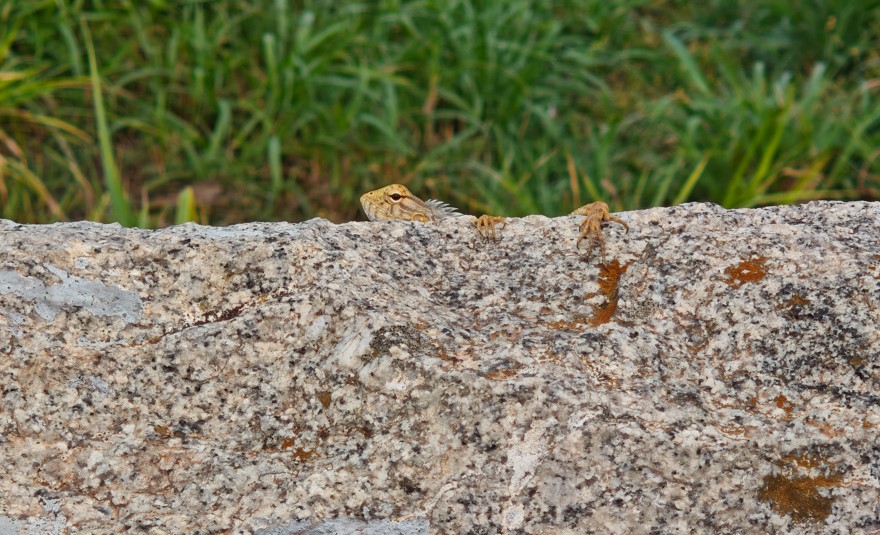 Xiaomi 15 camera sample.