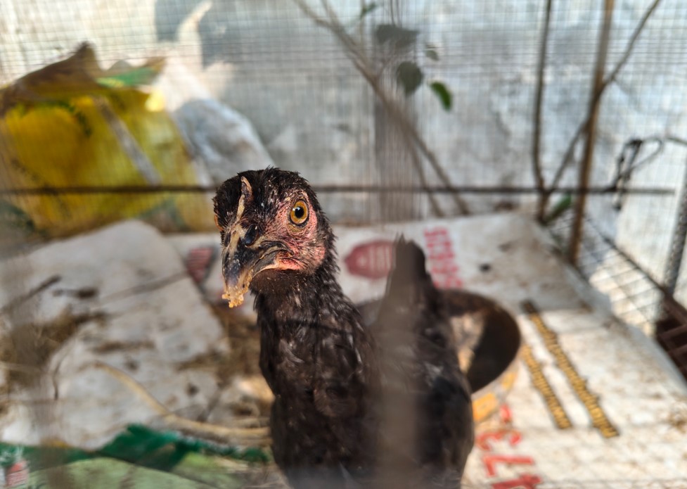 Nothing Phone (3a)'s camera sample.