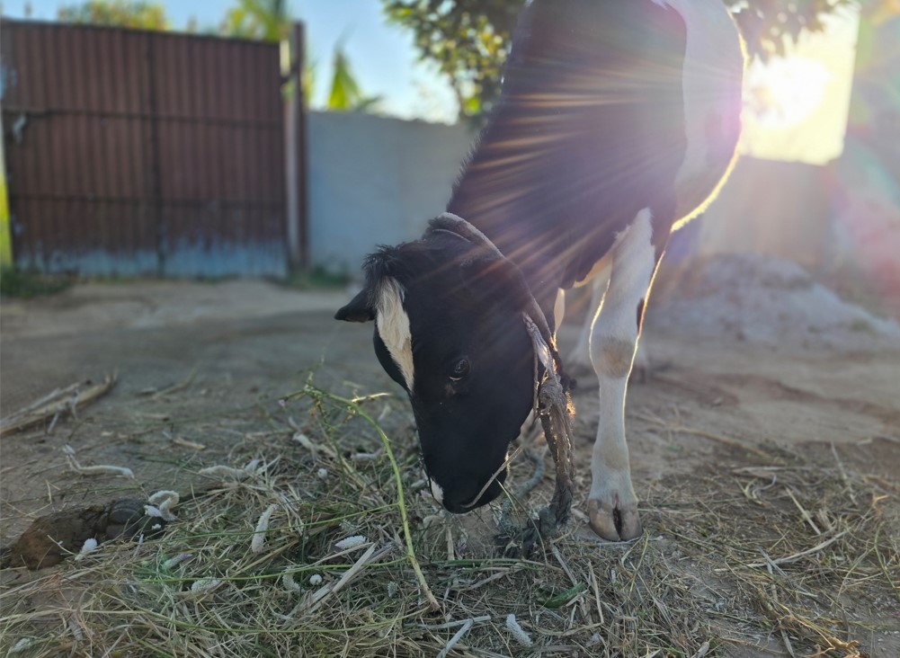 Samsung Galaxy S25 Ultra's camera sample.