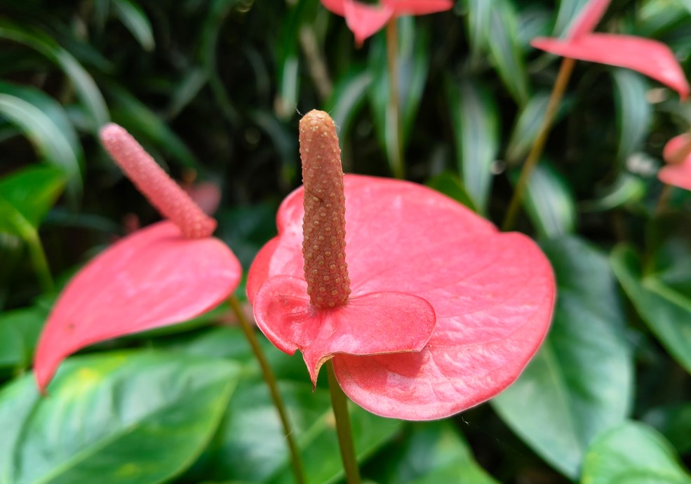 OnePlus Nord CE 5's camera sample.