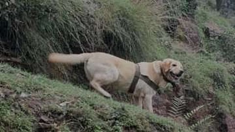 Indian Army Dog Kent