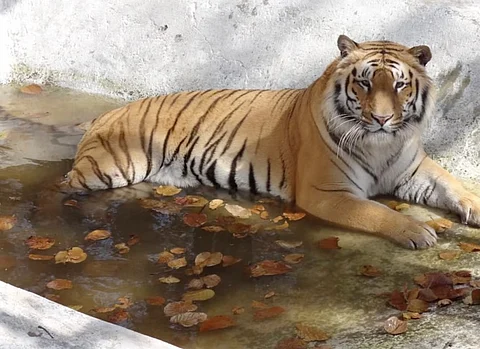 With two new tigers in the house, it’s time to revisit the Dehradun Zoo!
