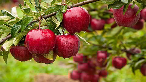 India Sends First Shipment Of Dehradun Apples & GI-Tagged Indi Lime To UAE!