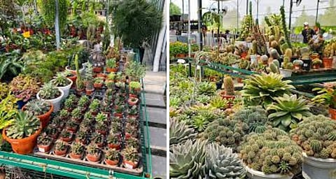 arima Nursery Café: Hidden Botanical Retreat Near Dehradun!