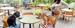 5 Pet-Friendly Cafes & Restaurants to Visit in Dehradun!