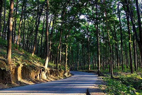 10 Ways Dehradun Can Stay Green