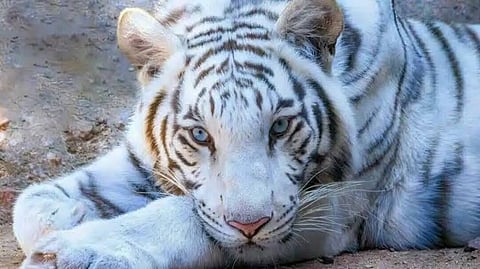 Dehradun Zoo Welcomes Tejas, Uttarakhand’s First White Tiger