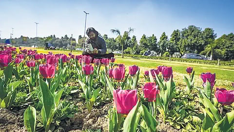 Tulip Festival 2025 Delhi