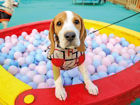 Noida Pet Roll Carnival: 250 Dogs Of 35 Breeds Will Ramp Walk