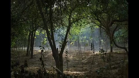 Delhi To Develop 17 New Urban Forests To Boost Green Cover!