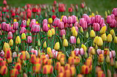 NDMC to Plant 3 Lakh Tulips Across Delhi Starting December 27!