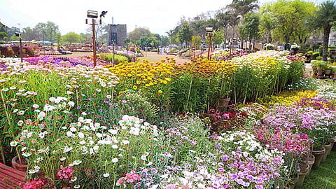 Noida To Host Two Grand Flower Shows