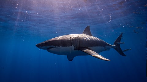 Shark