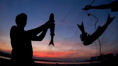 Fish catch