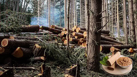 Kerala Cabinet to allow sandalwood sale from private land