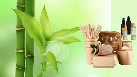 Profitable bamboo business is trending now (Pic: Canva)
