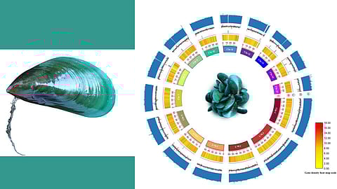 The Asian green mussel and its chromosome figure. Image: PIB