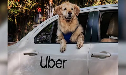 a dog travelling in a uber car