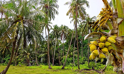 coconut tree