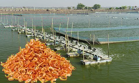 ഇന്ത്യന് ചെമ്മീനിന് ട്രംപിന്റെ 'ഇരുട്ടടി', ഇക്വഡോറിന് കോളടിക്കും; വ്യാപാരയുദ്ധം കേരളത്തെ ബാധിക്കുന്നതെങ്ങനെ