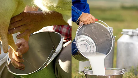 dairy farming