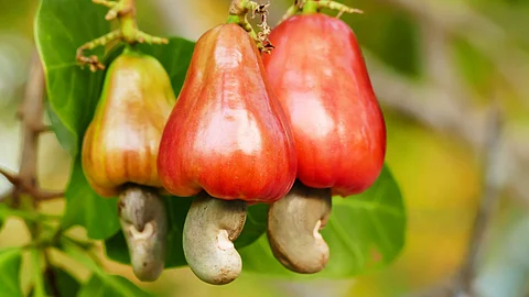 cashew