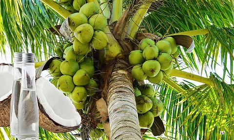 coconut tree and oil